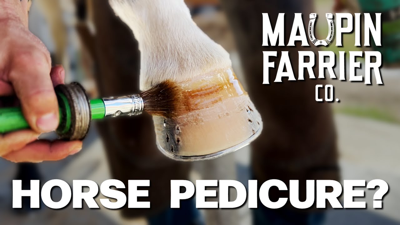 Horse Hoof Gets A Pedicure Oddly Satisfying Hoof Restoration