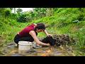 How to harvest a pond to catch giant frogs: Traditional Skills of a Village Girl