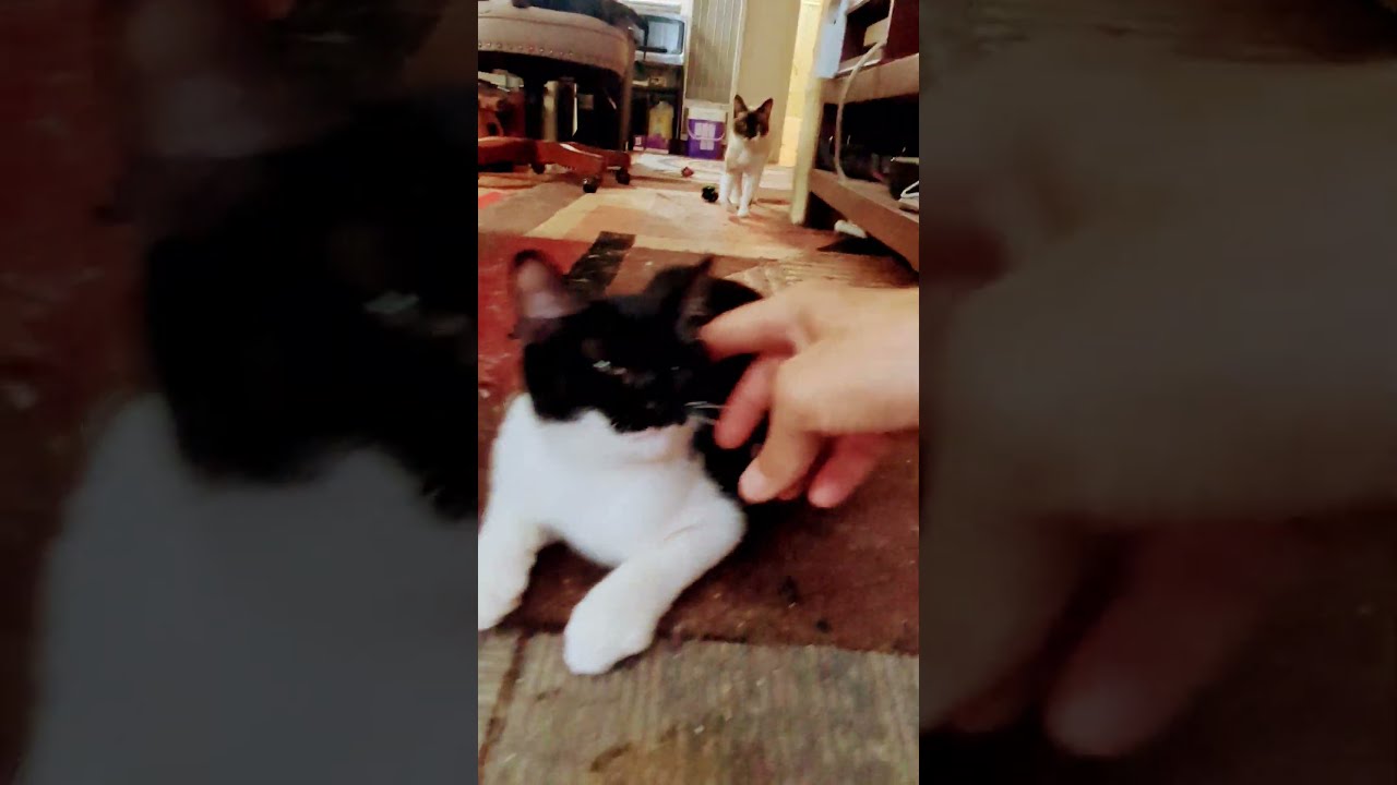 Daisy Kitten Can I Please Get Meow No Sorry Not Right