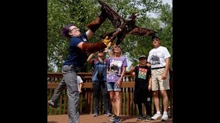 Bald Eagle Release at the Audubon Center at Riverlands