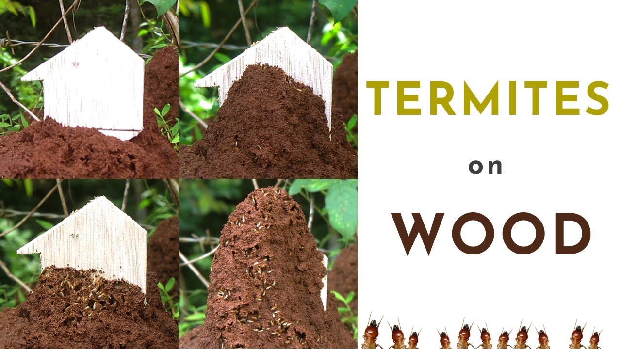 Termite Simulator Termite on wood, Termite Colony - YouTube