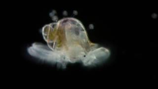 Veliger - Planktonic Larva Of Many Kinds Of Molluscs