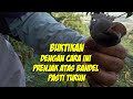 Cara Mikat Prenjak Atas Kepala Merah Yang Sangat Sulit Dan Gak Mau Turun Mp3 - Mp4 Download