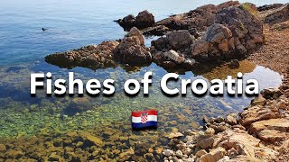 Download Lagu Fishes of Mediterranean Sea Vlog (Croatia) MP3