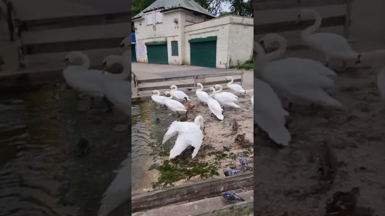 Evil Swan bites other swans!! does anyone know why? 