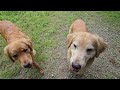 穏やかな春の日差しを浴びてゴールデンレトリバーと農道の散歩。