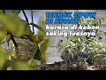 SALUT BISA SUKSES TERNAK CIPOW DI AVIARY - BURUNYA URAT TAKUTNYA SUDAH PUTUSS, BERSARANG DIMANA-MANA