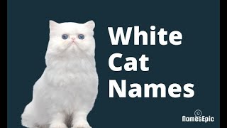 Best White Cat Names [20 Cool Ideas] | NamesEpic Content