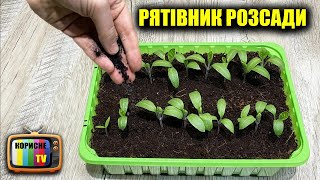 Аптечний Рятівник Розсади! Просто Сиплю Під Розсаду І Вона Ніколи Не Хворіє