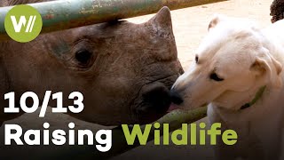 White Rhino, Giant Pouched Rat & Bat | Raising Wildlife (10/13)