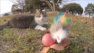 ネズミがついたボールのおもちゃで元気よく遊ぶ野良猫