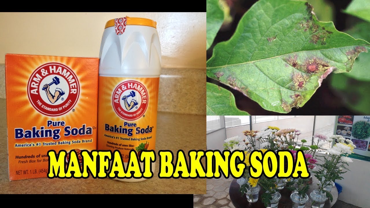  TIS 12 GUNA Baking Soda Aplikasinya pd Tanaman Baking Soda use