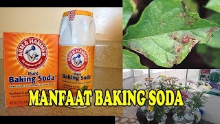 # TIS # 12 GUNA Baking Soda $ Aplikasinya pd Tanaman | Baking Soda use for Plant screenshot 5