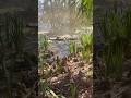THIS GATOR WAS SO CLOSE!! #walking #fyp #alligator
