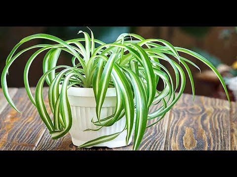 Top 10 Indoor Air Purifying Plants For Your Home camera iphone 8 plus apk