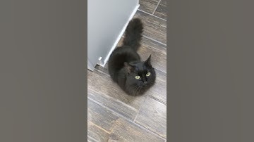 Cute Black Cat greets you!