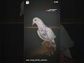 Brand of the zain king birds universe zainkingpigeon zainkingbirdsunivers