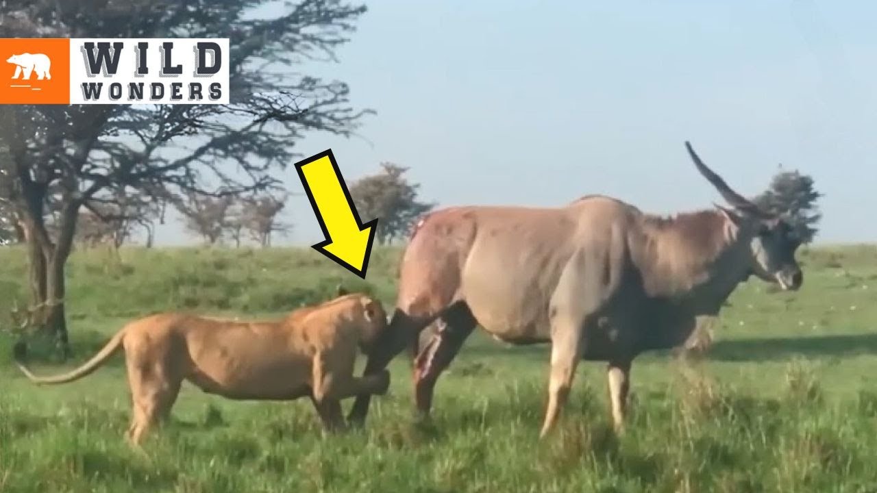 The Eland Approaches the Lions