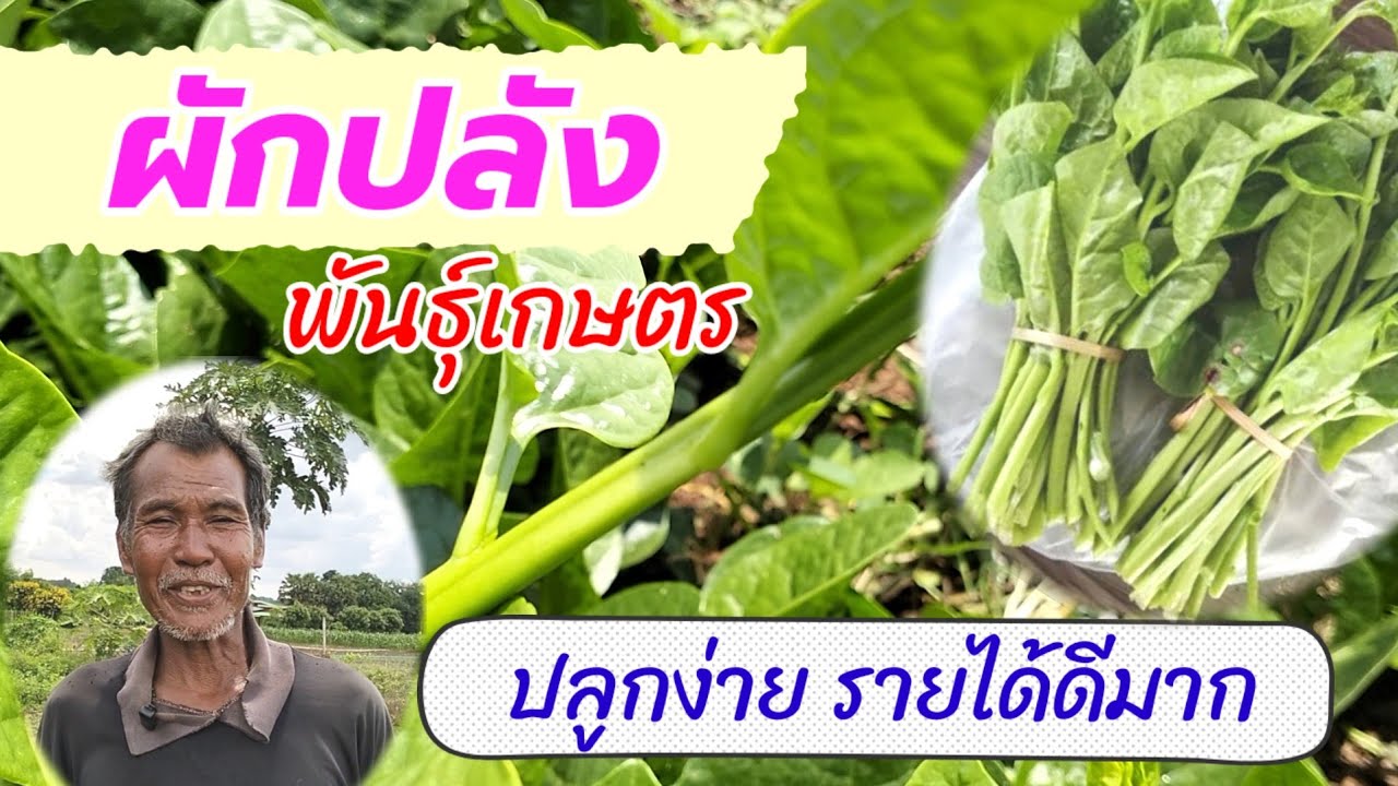 ผักปลัง พันธุ์เกษตร  ผักพื้นบ้านปลูกง่ายรายได้ดีมาก