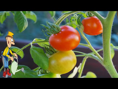 Первая подкормка помидор
