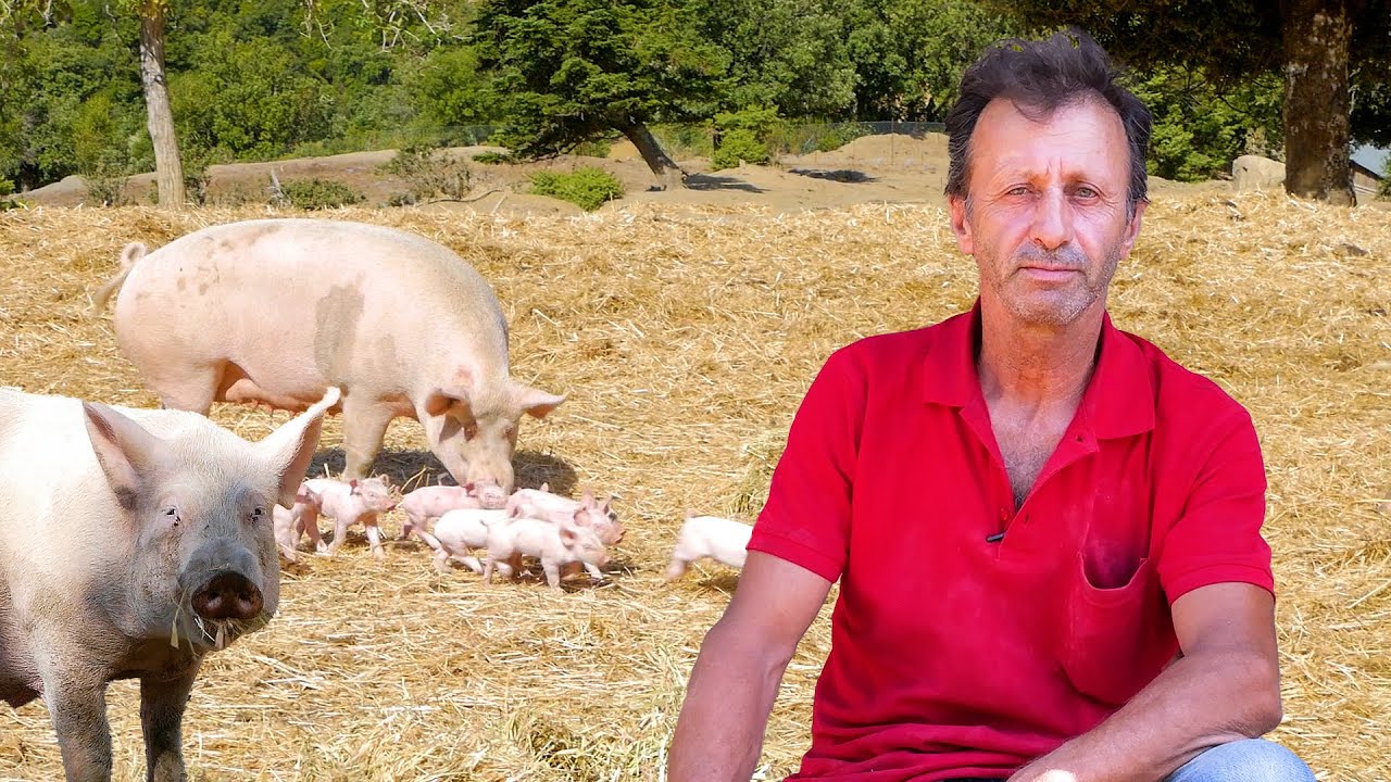 Ο Κοσμάς και τα γουρουνάκια του – Η σκληρή ζωή του κτηνοτρόφου – Video