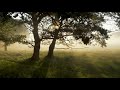 Beautiful relaxing music  peaceful piano music  guitar music l sunny morning music