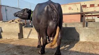 Second Timer Pregnant 100% Neeli Buffalo Komal - Village Dairy Farm Punjab, Pakistan