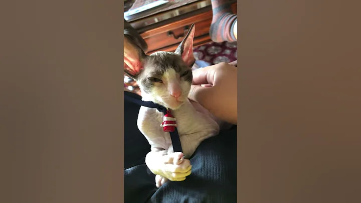 Watch the video about Cute Cornish Rex.