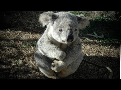 कोआला कुठे राहतात? ऑस्ट्रेलियन मार्सुपियल्सच्या निवासस्थानाच्या श्रेणीबद्दल मूलभूत गोष्टी