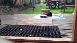 Soundwave- 3s spin up test (beetle weight)