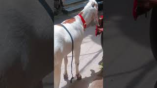 #bakra #eid #new #2026