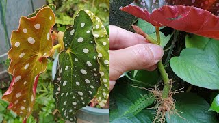 How to grow Begonia plant from cuttings