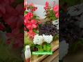 Роскошные растения #бегонии #стрептокарпусы