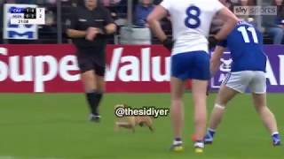 Dog Runs on the Field During the Game | Monaghan vs. Cavan