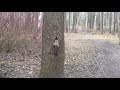 #Shorts Последние запасы БЕЛКИ. Squirrel’s last supplies