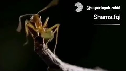 تلاوت سوره النمل با زیر نویس فارسی. داستان سلیمان و مورچه