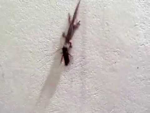 How do you kill house lizards?