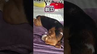Tips For Dog Parents