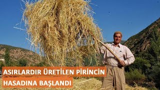 Asırlardır Üretilen Pirincin Hasadına Başlandı