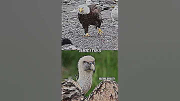 Bald eagle Vs Vulture | battle #shorts