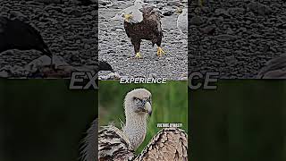 Bald eagle Vs Vulture | battle #shorts