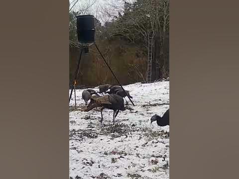 Wild Turkeys In Our Food Plot Biology Diagrams