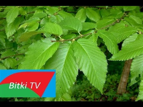 Video: Bir Huş Ağacı Necə Nəql Edilir