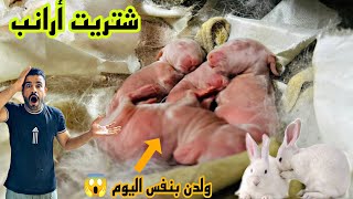 بلش المشروع الاكبر 💪الارانب ولدن 🥺