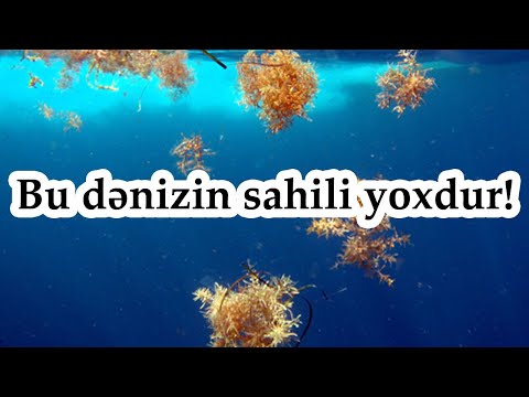 Video: Dəniz və sahil ekologiyası nədir?