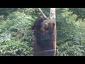 ベア・マウンテンのヒグマ　Brown bear of hokkaido. Bear Attack.