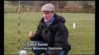 Dog Suicide Bridge Scotland Tv Doentary