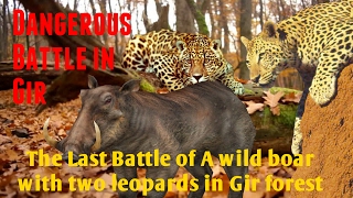 UNBELIEVABLE FIGHT. 2 LEOPARD 2 WILD BOAR Wild boars hunting by 2 Leopard in Gir national park(Exclusive, Amazing & Rare video from the Gir national park sanctuary of India A Wild boar hunt by Two young Leopards. Got an amazing and rare videos of the ..., 2016-04-22T04:55:34.000Z)