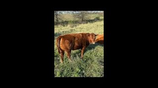 Check out these 3 beautiful South Poll heifers that are looking for a home! by Greg Judy Regenerative Rancher 317 views 1 hour ago 6 minutes, 41 seconds