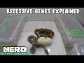 Recessive genes explained with ball pythons archived